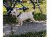 PoulaTo: Westi terrier - ενήλικο αρσενικό
